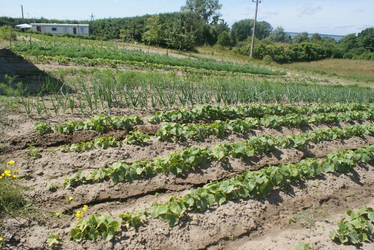 Agrodomki Okej -Dom Koko Gardna Wielka Luaran gambar
